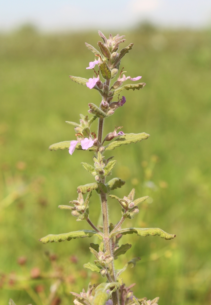 Image of Teucrium scordium specimen.