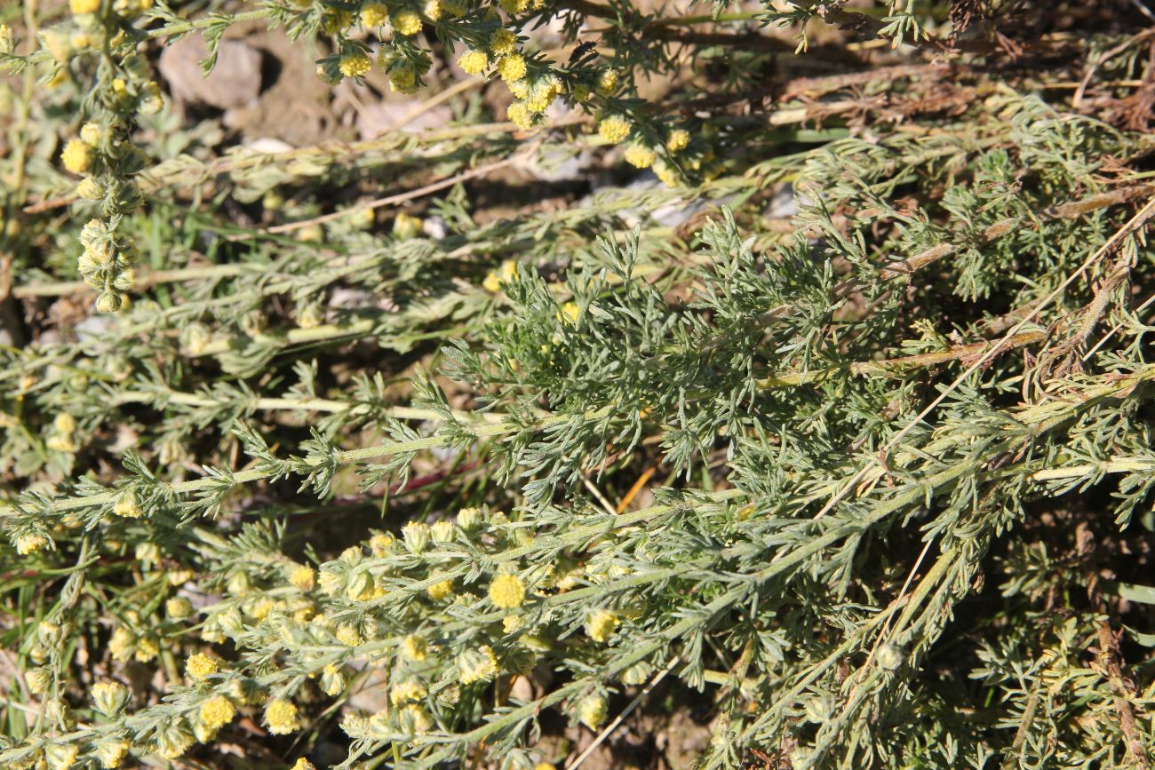 Image of genus Artemisia specimen.