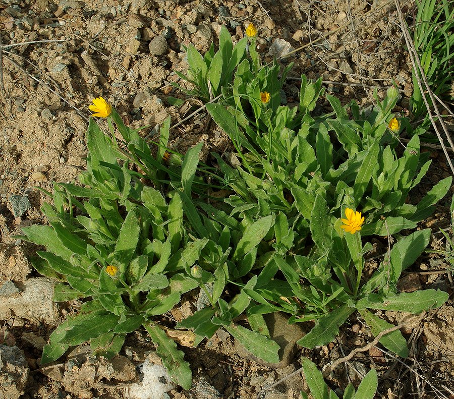 Image of Calendula persica specimen.