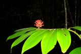 genus Costus. Цветущий побег. Малайзия, о-в Борнео, штат Сабах, берег р. Кинабатанган, джунгли. 9 октября 2011 года.