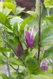 Magnolia liliiflora
