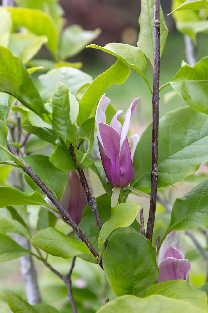 Image of Magnolia liliiflora specimen.