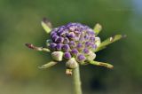 Scabiosa lachnophylla. Развивающееся соцветие с бутонами. Приморский край, Уссурийский гор. округ, окр. с. Монакино, луг на небольшой сопке. 09.09.2021.