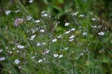 Gypsophila patrinii