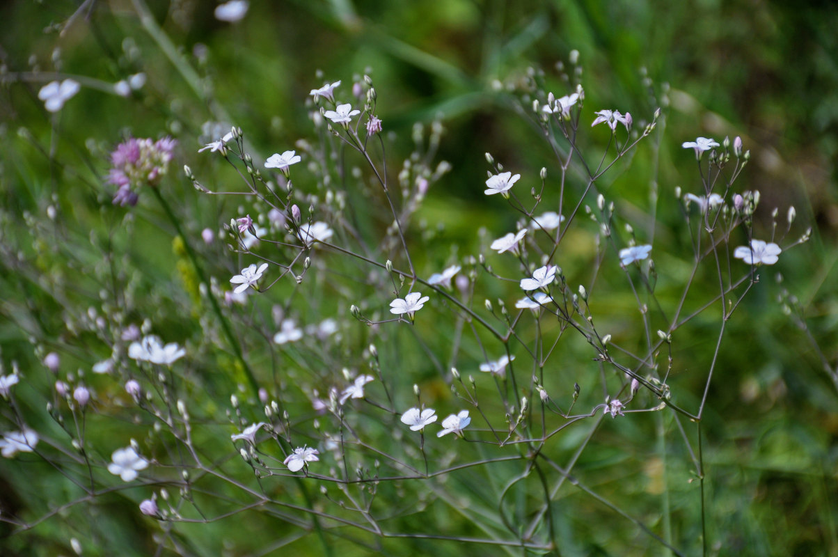 Image of Gypsophila patrinii specimen.