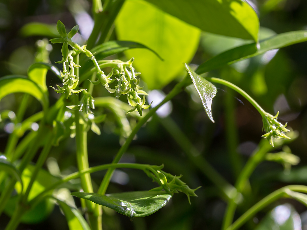 Image of Trachelospermum jasminoides specimen.