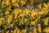 Genista scythica. Части побегов с цветками. Ростовская обл., Мясниковский р-н, Чулекская балка, степной склон. 03.05.2022.