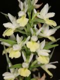 Dactylorhiza romana подвид georgica. Верхушка соцветия. Дагестан, Табасаранский р-н, окр. с. Татиль, буковый лес. 4 мая 2022 г.