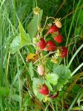 Fragaria vesca