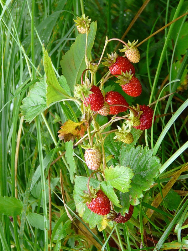 Image of Fragaria vesca specimen.