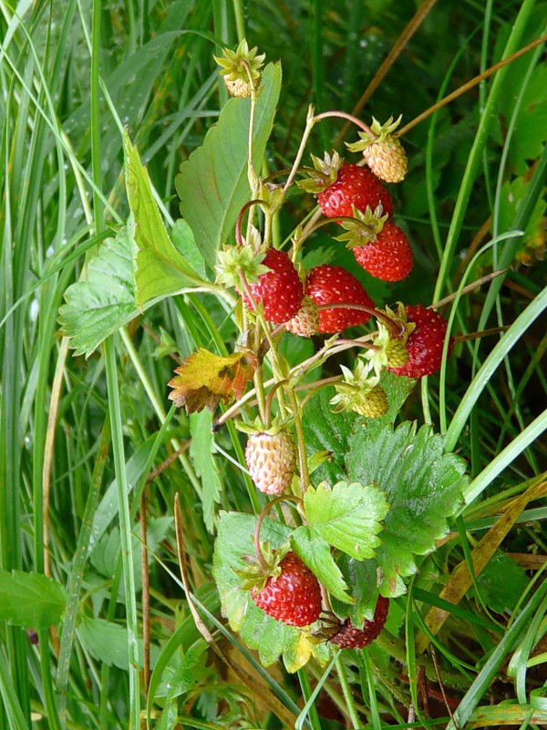 Изображение особи Fragaria vesca.