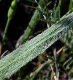 Allium trifoliatum