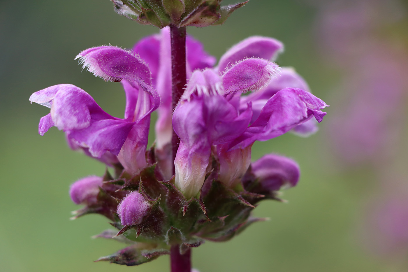 Image of Phlomoides lehmanniana specimen.