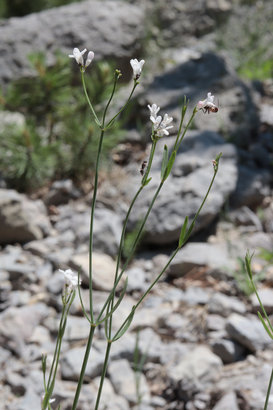 Image of Galium triandrum specimen.