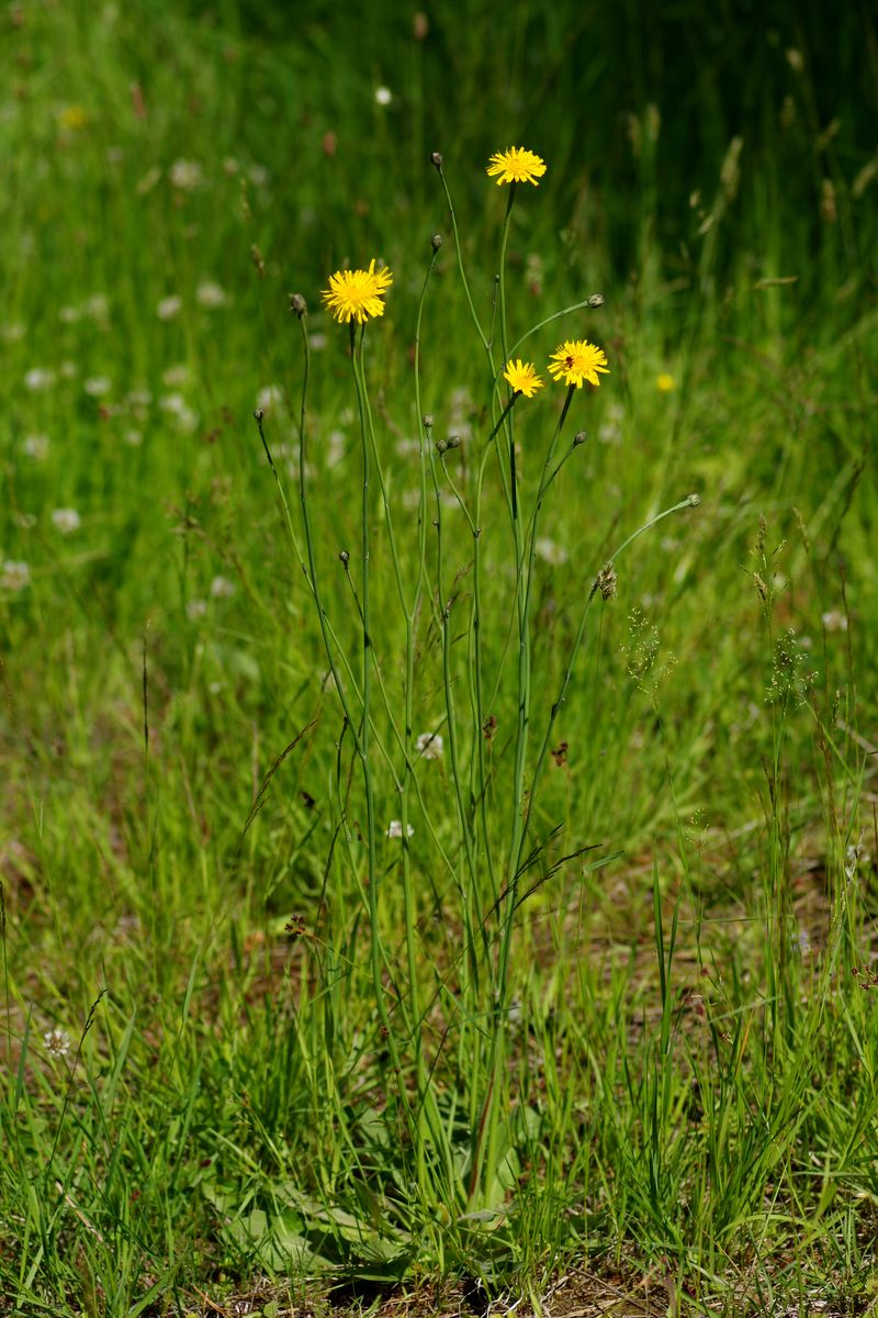 Image of Hypochaeris radicata specimen.