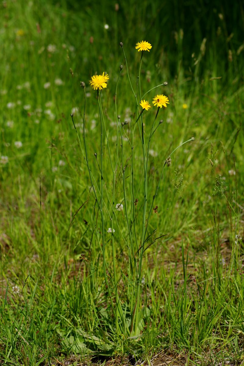 Image of Hypochaeris radicata specimen.