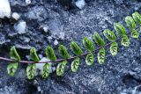 Asplenium trichomanes. Часть вайи с сорусами (вид снизу). Крым, гора Ю. Демерджи, правый борт ущелья водопада Джурла. 16.07.2021.