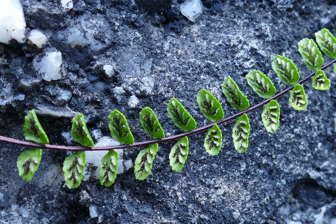 Изображение особи Asplenium trichomanes.