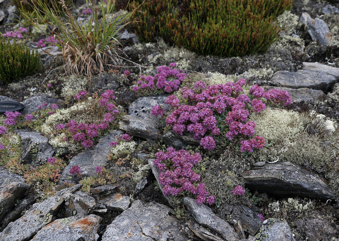 Image of Hylotelephium cyaneum specimen.