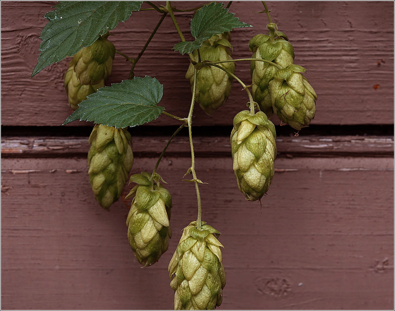 Изображение особи Humulus lupulus.