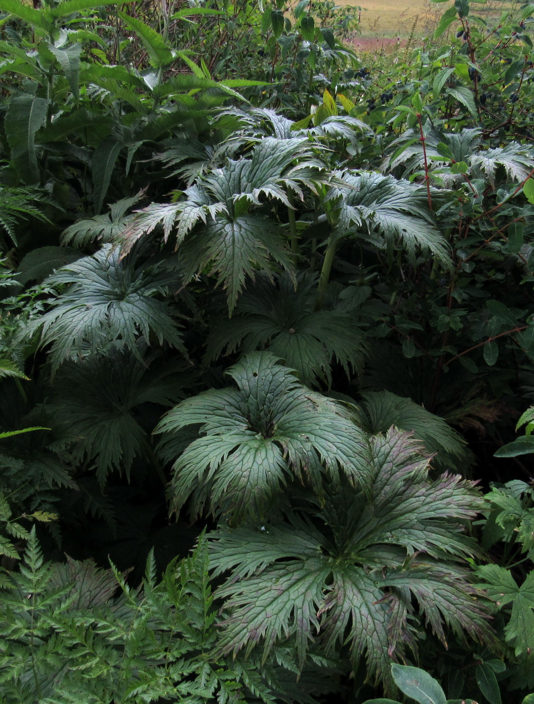 Image of Aconitum sajanense specimen.