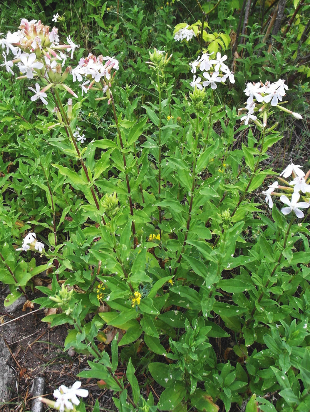 Изображение особи Saponaria officinalis.