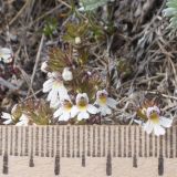 Euphrasia ossica