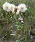 Erigeron podolicus. Верхушка цветущего и плодоносящего растения. Воронежская обл., Бобровский р-н, с. Тройня, разнотравный луг. 14.08.2022.