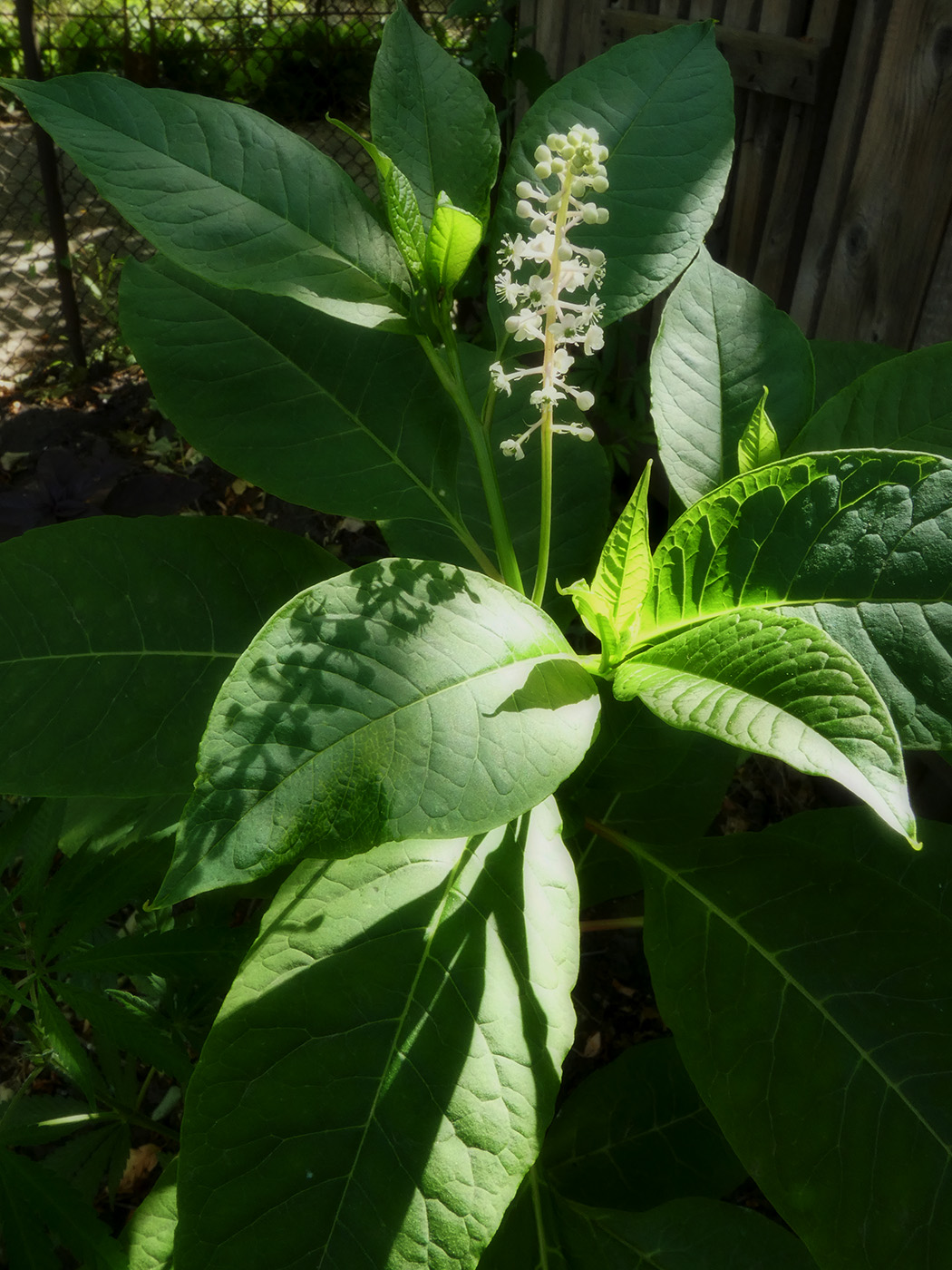 Изображение особи Phytolacca acinosa.