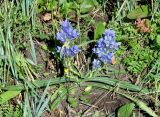 Gentiana decumbens