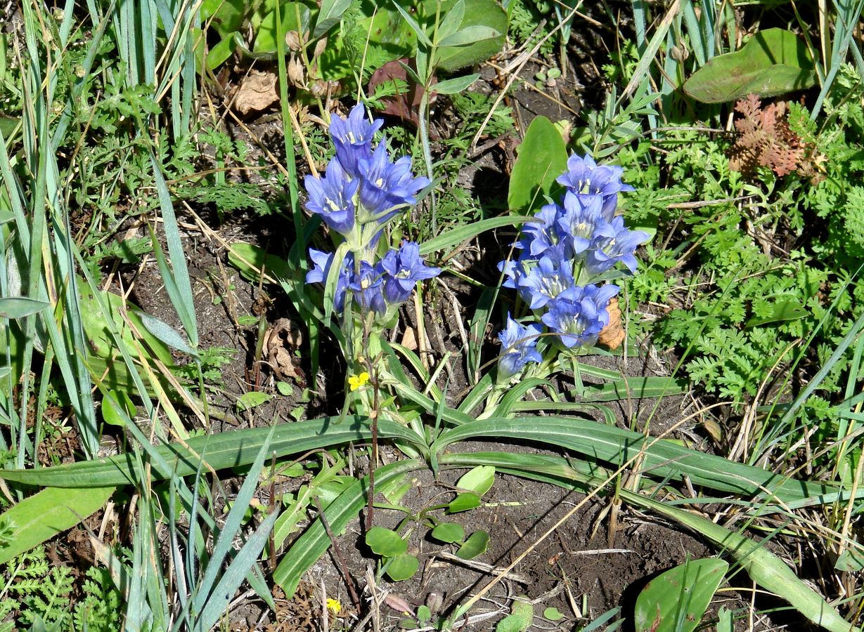 Изображение особи Gentiana decumbens.