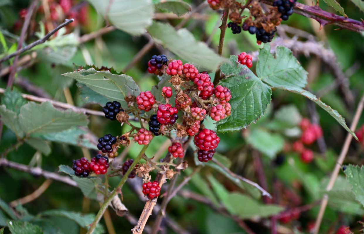 Image of Rubus sanctus specimen.