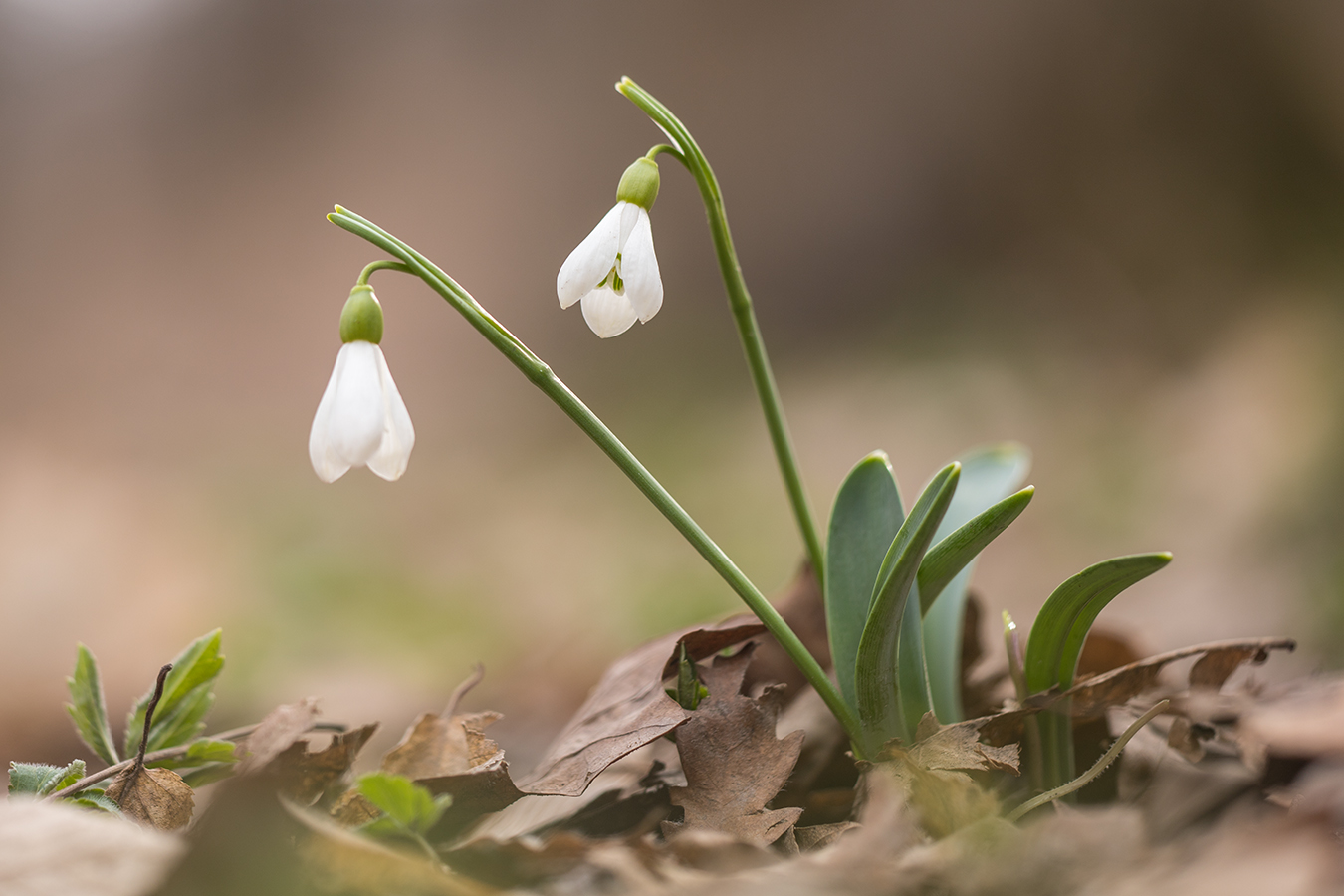 Image of Galanthus alpinus specimen.