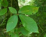 Fagus orientalis. Верхушка побега с листьями (адаксиальная сторона). Краснодарский край, окр. г. Сочи, ур. Орлиные скалы, широколиственный лес, обочина дороги. 09.09.2022.