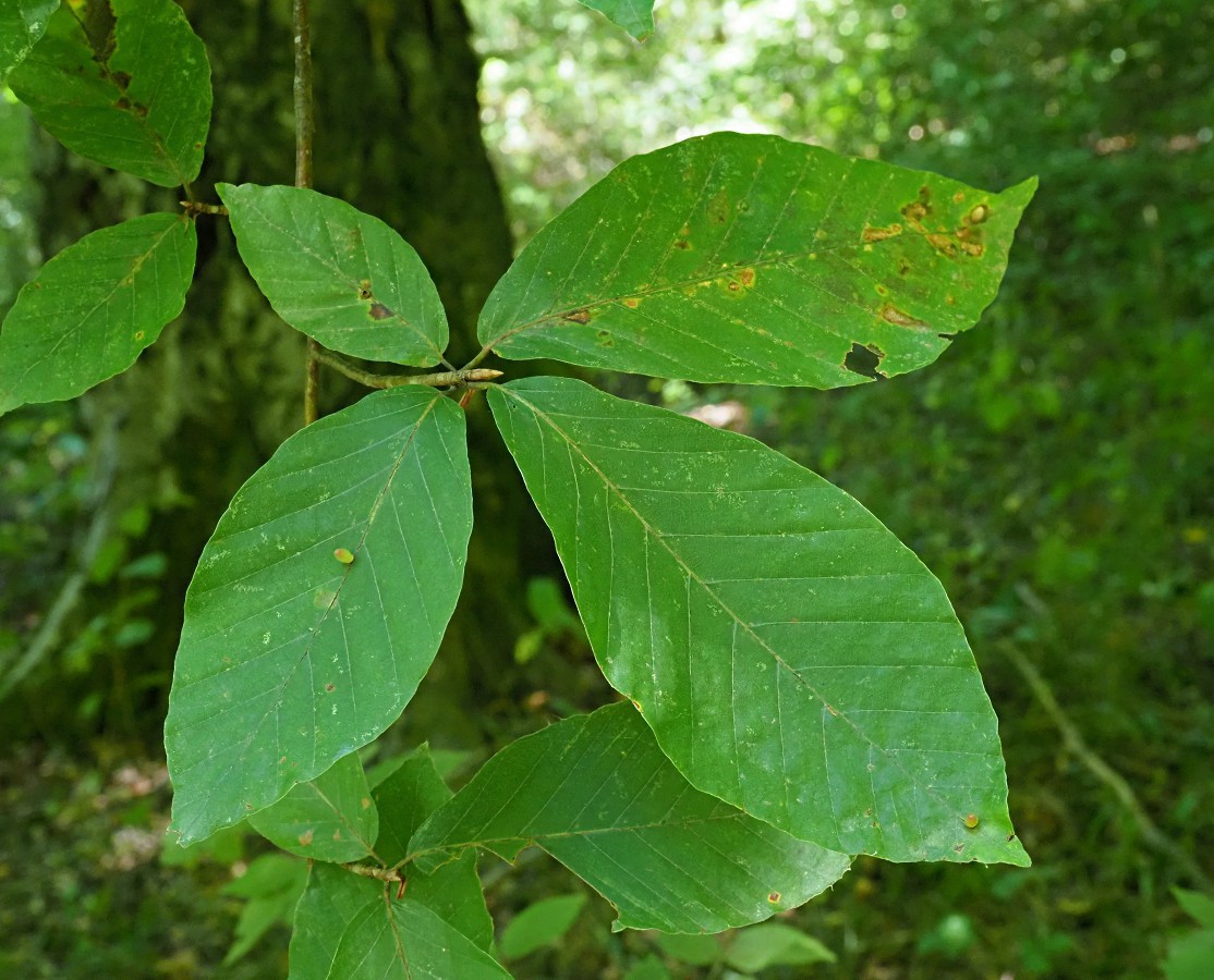 Изображение особи Fagus orientalis.