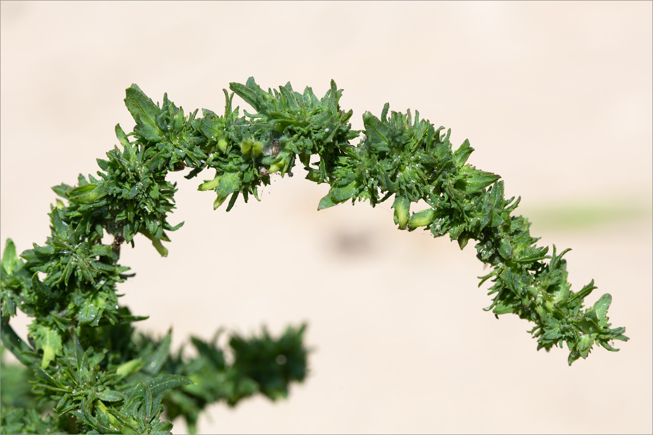 Image of Atriplex calotheca specimen.