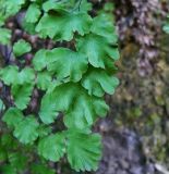 Adiantum capillus-veneris