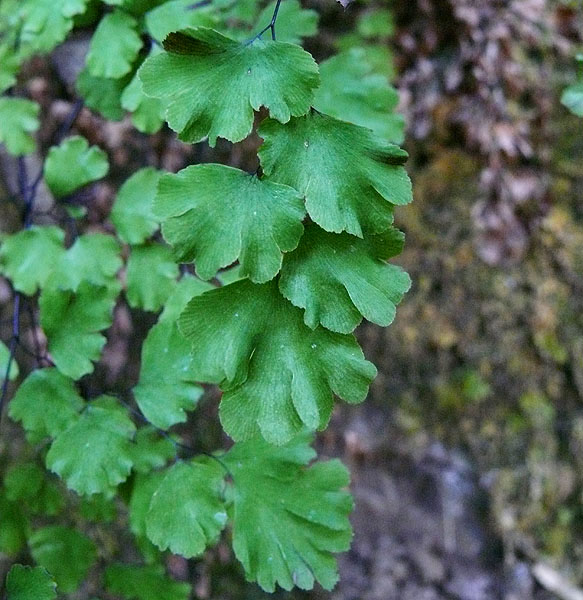 Изображение особи Adiantum capillus-veneris.