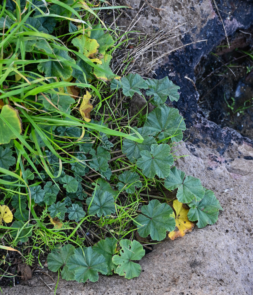 Image of genus Malva specimen.