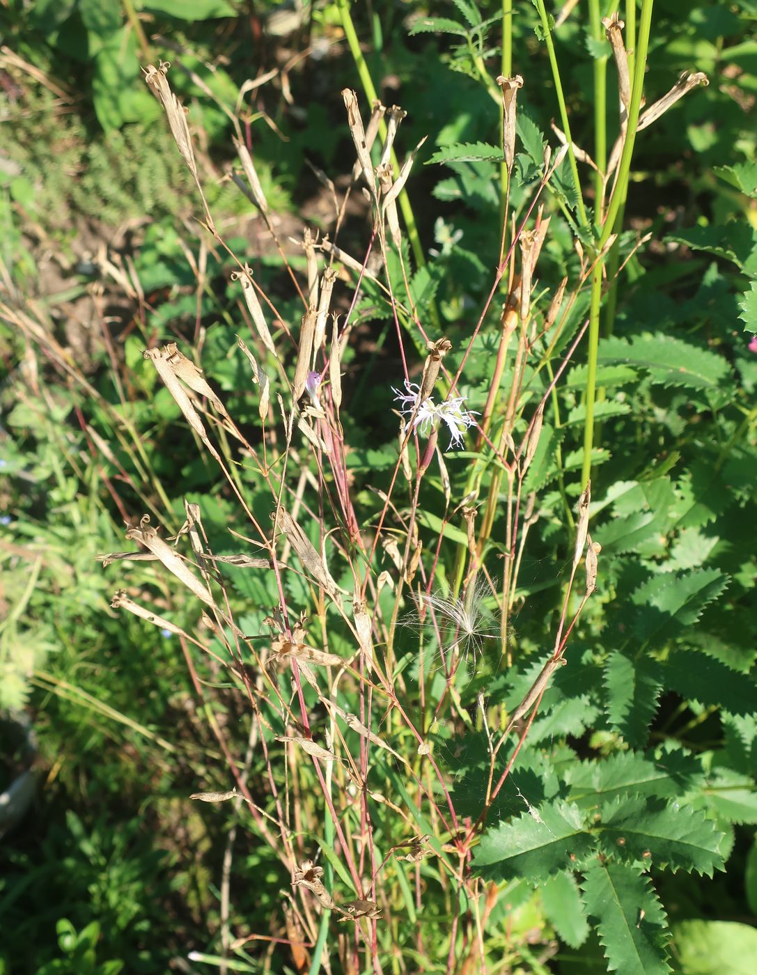 Image of Dianthus superbus specimen.