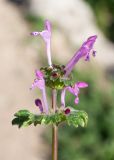 Lamium amplexicaule