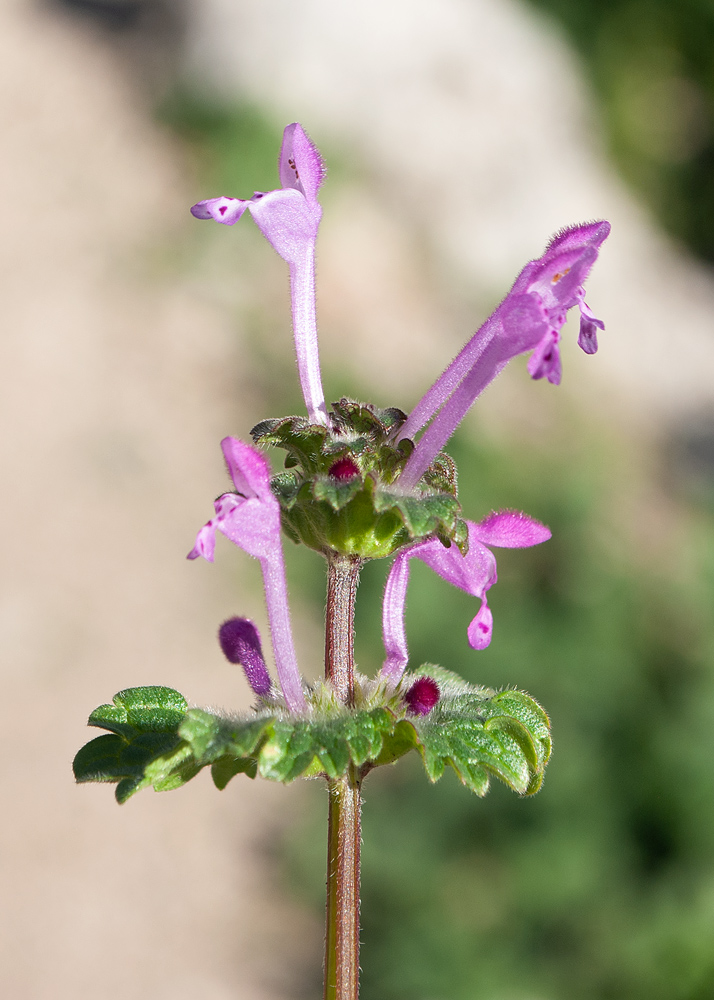 Image of Lamium amplexicaule specimen.