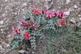 Astragalus calycinus. Цветущее и плодоносящее растение. Дагестан, Казбековский р-н, долина р. Сулак, Сулакский каньон, ≈ 900 м н.у.м. осыпающийся участок каменистого склона. 01.05.2022.