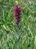 Echium russicum