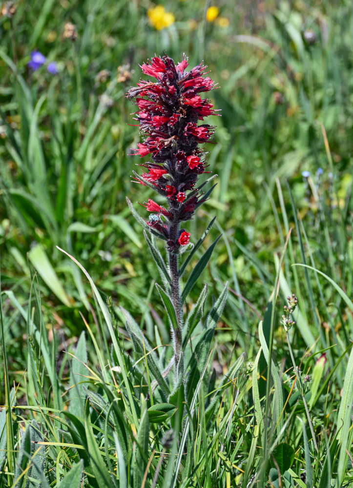 Изображение особи Echium russicum.