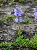 Adenophora triphylla