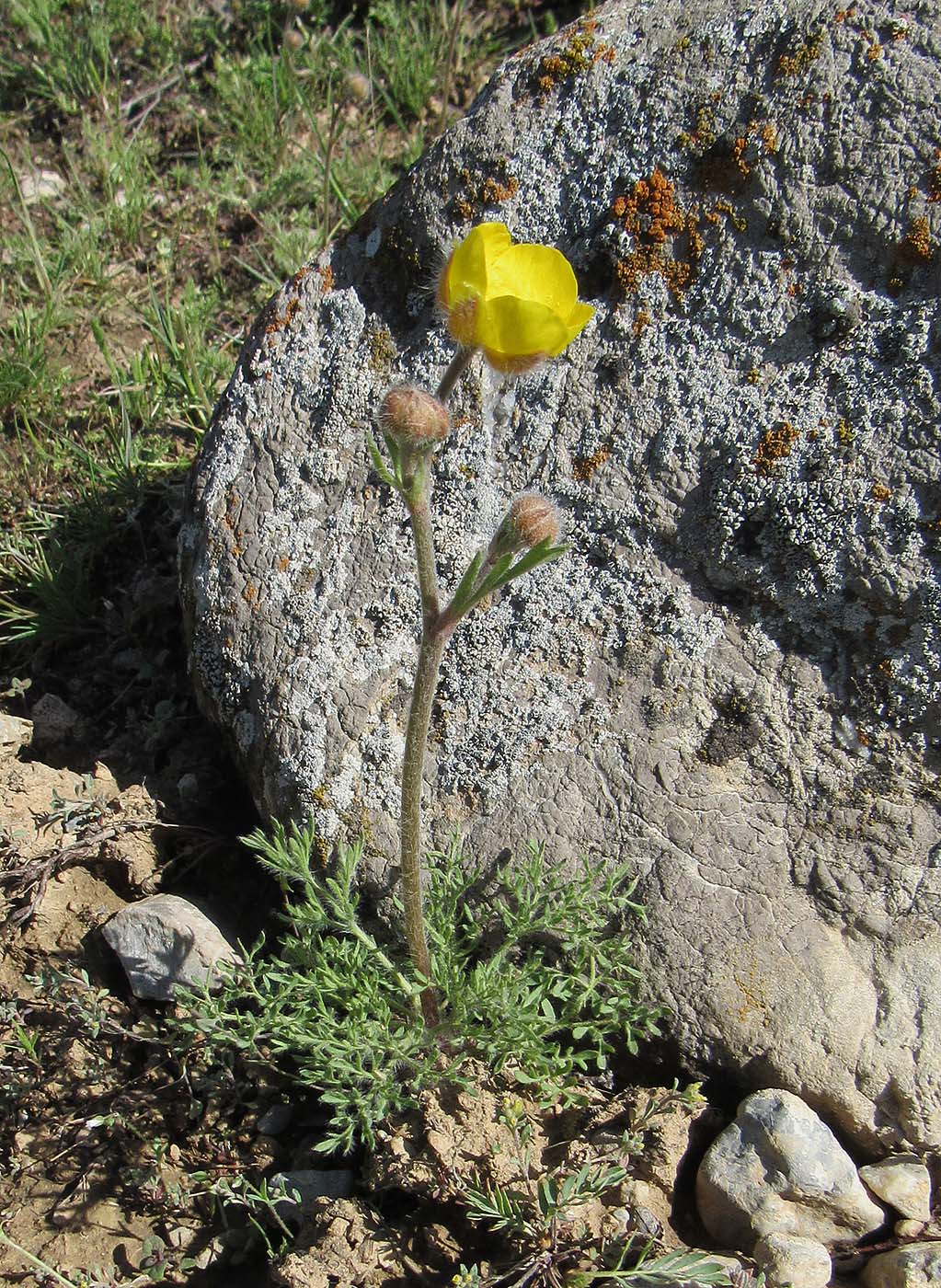 Изображение особи Ranunculus regelianus.