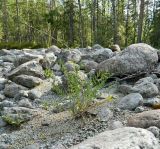 Oxytropis sordida. Цветущее растение. Кольский полуостров, горы Хибины, обмелевшее русло руч. Лявойок, песчано-каменная россыпь. Август.