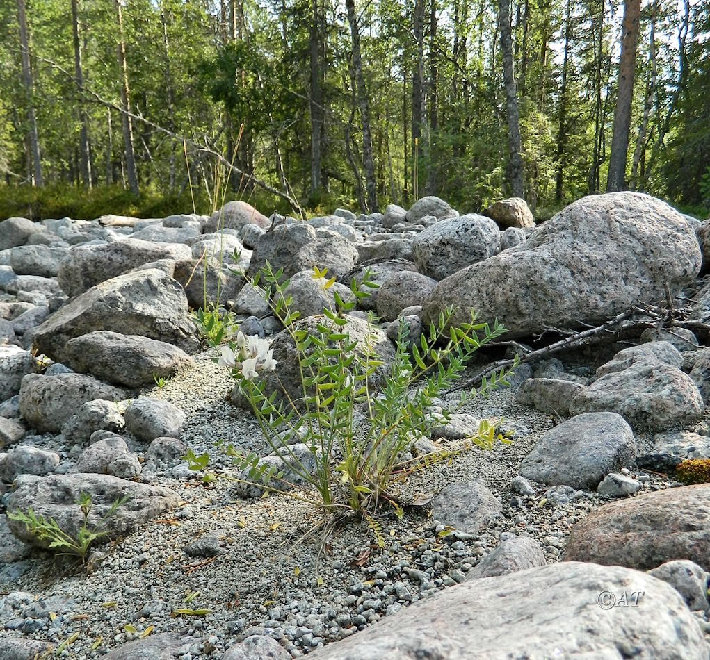 Image of Oxytropis sordida specimen.