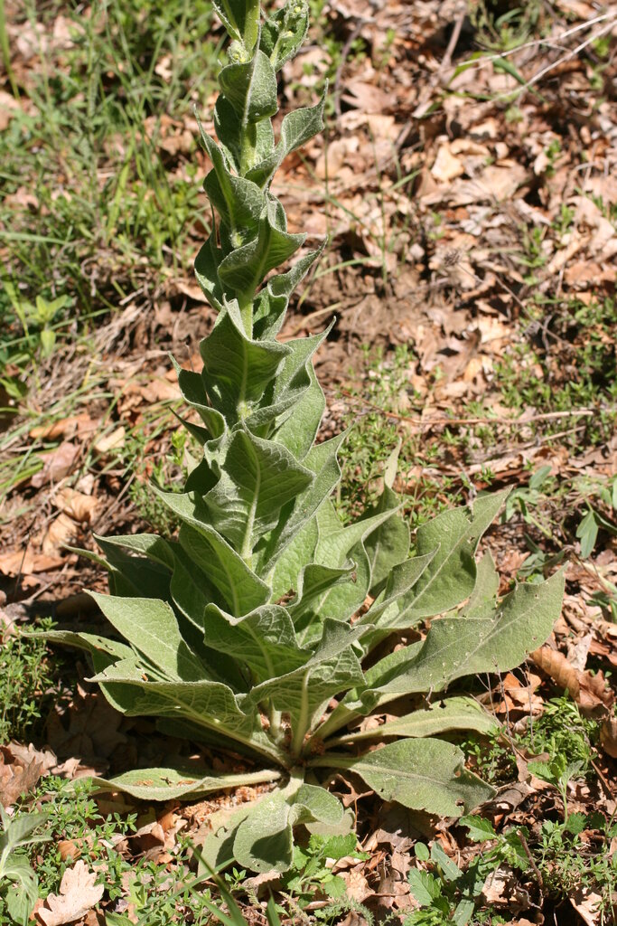 Image of Verbascum jankaeanum specimen.